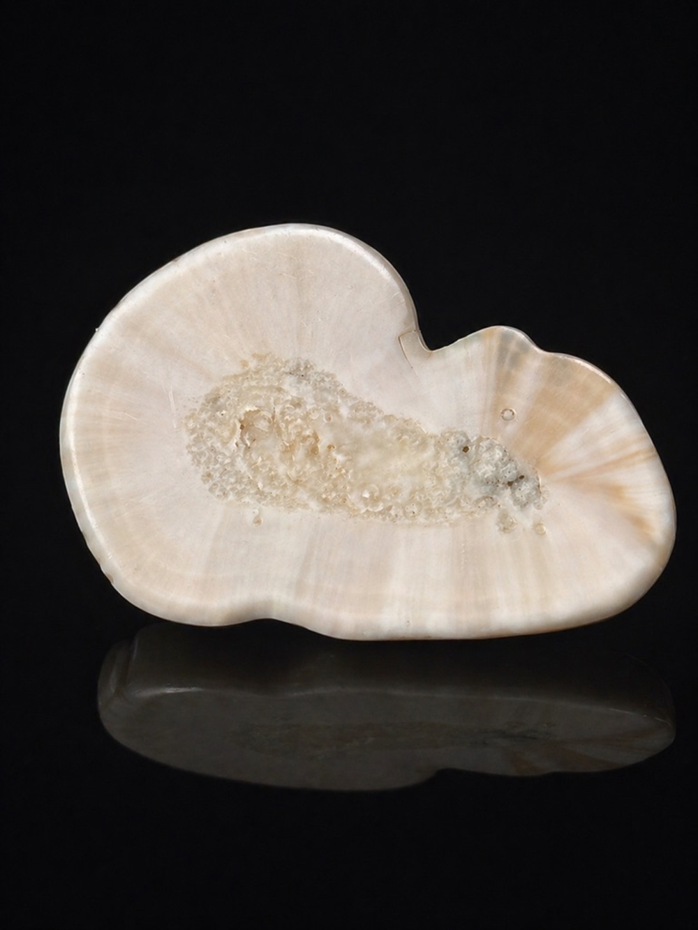 🦷 Fossil Walrus Ivory Brooch – Natural Tusk Cross Section – Handcrafted